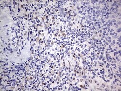 CLE7 homolog Antibody (OTI2A4), Novus Biologicals 0.1mL; Unlabeled:Antibodies,
