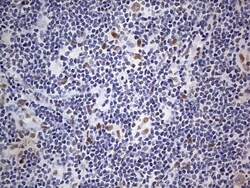 CLE7 homolog Antibody (OTI2A4), Novus Biologicals 0.1mL; Unlabeled:Antibodies,