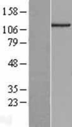 Novus Biologicals™ ELMSAN1 Overexpression Lysate