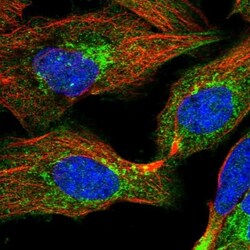 TEDC1 Antibody, Novus Biologicals:Antibodies:Primary Antibodies