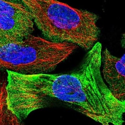 LINC02694 Antibody, Novus Biologicals 0.1mL; Unlabeled:Antibodies, Polyclonal