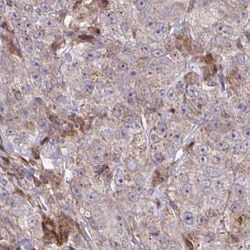 C16orf54 Antibody, Novus Biologicals:Antibodies:Primary Antibodies