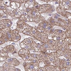 C16orf54 Antibody, Novus Biologicals:Antibodies:Primary Antibodies