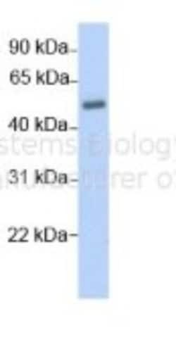 MEIOB Antibody, Novus Biologicals 100&mu;L; Unlabeled:Antibodies, Polyclonal