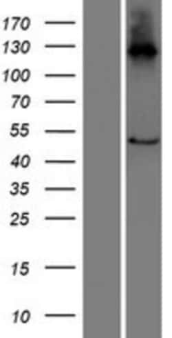 Novus Biologicals&trade;&nbsp;C16orf89 Overexpression Lysate