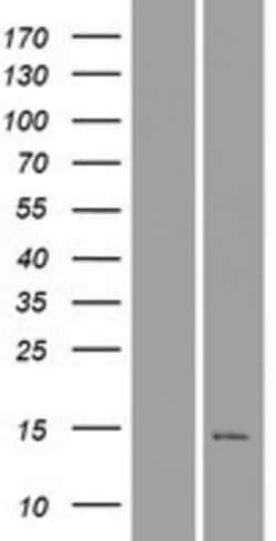 Novus Biologicals&trade;&nbsp;C16orf92 Overexpression Lysate
