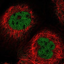 C16orf95 Antibody, Novus Biologicals:Antibodies:Primary Antibodies