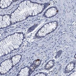 C16orf95 Antibody, Novus Biologicals:Antibodies:Primary Antibodies