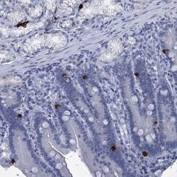 C16orf95 Antibody, Novus Biologicals:Antibodies:Primary Antibodies