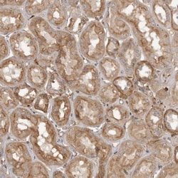 Meiosis 1 Associated Protein Antibody, Novus Biologicals 0.1mL; Unlabeled:Antibodies,