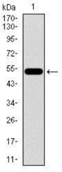 HROB Antibody (3E10H2) - BSA Free, Novus Biologicals:Antibodies:Primary