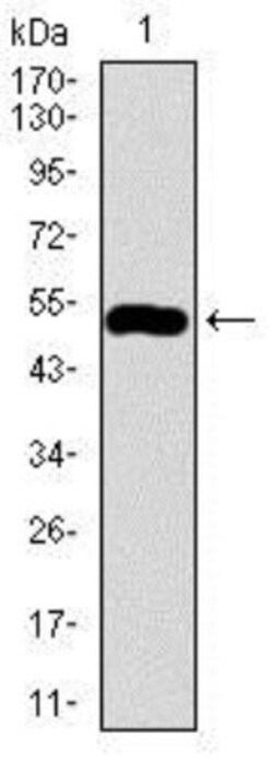 HROB Antibody (5F3H1) - BSA Free, Novus Biologicals 0.025 mL, Unlabeled:Antibodies,