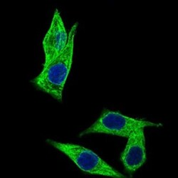 HROB Antibody (7A3A9) - BSA Free, Novus Biologicals 0.1mL; Unlabeled:Antibodies,