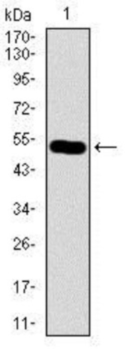 HROB Antibody (7A3A9) - BSA Free, Novus Biologicals 0.1mL; Unlabeled:Antibodies,