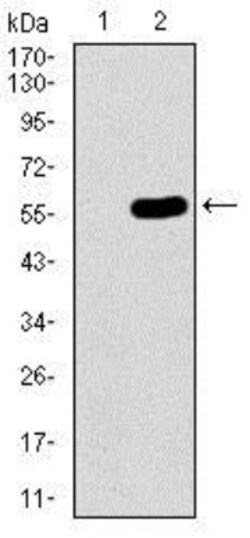 HROB Antibody (7A3A9) - BSA Free, Novus Biologicals 0.1mL; Unlabeled:Antibodies,