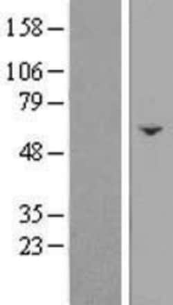 Novus Biologicals&trade;&nbsp;FAM222B Overexpression Lysate