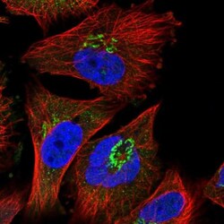 SPEM2 Antibody, Novus Biologicals:Antibodies:Primary Antibodies