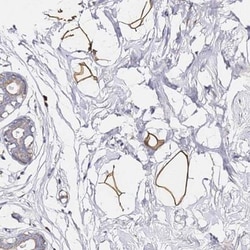 C19orf12 Antibody, Novus Biologicals 0.1mL; Unlabeled:Antibodies, Polyclonal