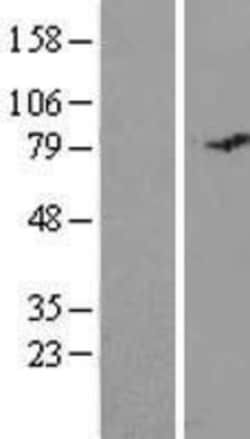 Novus Biologicals&trade;&nbsp;MISP1 Overexpression Lysate