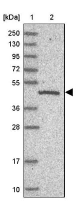 C19orf47 Antibody, Novus Biologicals:Antibodies:Primary Antibodies