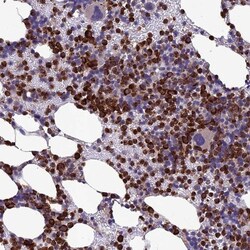 C19orf48 Antibody, Novus Biologicals 0.1mL; Unlabeled:Antibodies, Polyclonal