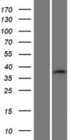Novus Biologicals™ C19orf54 Overexpression Lysate