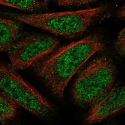 RyDEN Antibody, Novus Biologicals:Antibodies:Primary Antibodies