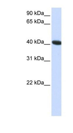 C1orf159/RIVIG Antibody, Novus Biologicals:Antibodies:Primary Antibodies