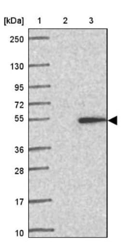 Lymphocyte Expansion Molecule Antibody, Novus Biologicals 0.1mL; Unlabeled:Antibodies,