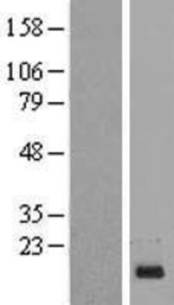 Novus Biologicals&trade;&nbsp;PIG13 Overexpression Lysate