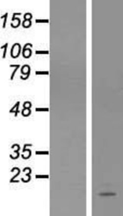 Novus Biologicals&trade;&nbsp;COA6 Overexpression Lysate