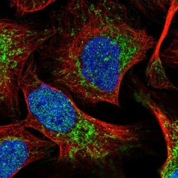 COA6 Antibody, Novus Biologicals 0.1mL; Unlabeled:Antibodies, Polyclonal