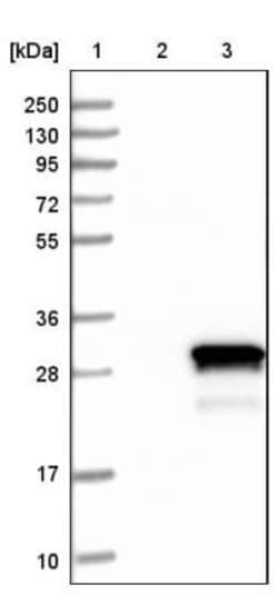C1orf50 Antibody, Novus Biologicals 25 &mu;L; Unlabeled:Antibodies, Polyclonal
