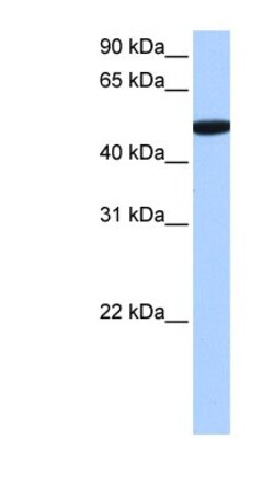 SDE2 Antibody, Novus Biologicals:Antibodies:Primary Antibodies