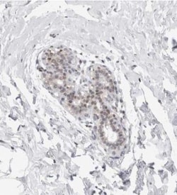 ERRF Antibody, Novus Biologicals 25 &mu;L; Unlabeled:Antibodies, Polyclonal