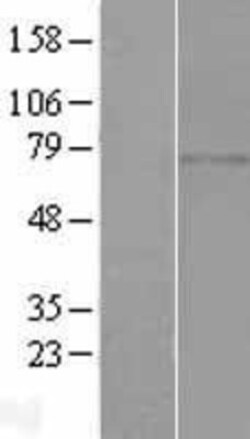 Novus Biologicals&trade;&nbsp;CCDC185 Overexpression Lysate