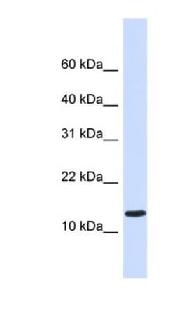 STUM Antibody, Novus Biologicals:Antibodies:Primary Antibodies