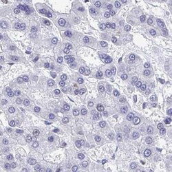 C1qTNF10/C1qL2 Antibody, Novus Biologicals 0.1mL; Unlabeled:Antibodies,