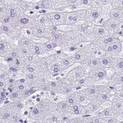 C1qTNF10/C1qL2 Antibody, Novus Biologicals 0.1mL; Unlabeled:Antibodies,