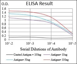 C1qR1/CD93 Antibody (1A10E10), Novus Biologicals:Antibodies:Primary Antibodies