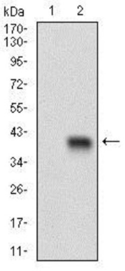C1qR1/CD93 Antibody (1A10E10), Novus Biologicals:Antibodies:Primary Antibodies