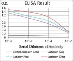 C1qR1/CD93 Antibody (2F7D11) - BSA Free, Novus Biologicals:Antibodies:Primary