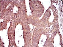 C1qR1/CD93 Antibody (2F7D11) - BSA Free, Novus Biologicals:Antibodies:Primary