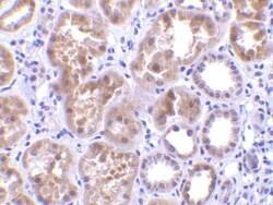 C1qTNF1/CTRP1 Antibody - BSA Free, Novus Biologicals 0.025 mg, Unconjugated:Antibodies,