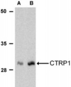 C1qTNF1/CTRP1 Antibody - BSA Free, Novus Biologicals:Antibodies:Primary
