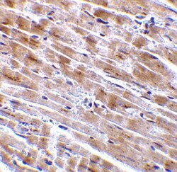C1qTNF3/CORS26/CTRP3 Antibody - BSA Free, Novus Biologicals 0.1mg; Unlabeled:Antibodies,