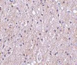 C1qTNF4/CTRP4 Antibody - BSA Free, Novus Biologicals 0.1mg; Unlabeled:Antibodies,