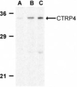 C1qTNF4/CTRP4 Antibody - BSA Free, Novus Biologicals 0.1mg; Unlabeled:Antibodies,