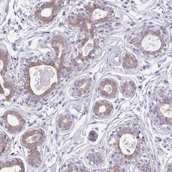 C1QTNF8 Antibody, Novus Biologicals 25 &mu;L, Unlabeled:Antibodies, Polyclonal