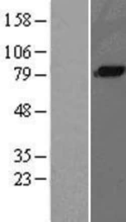 Novus Biologicals&trade;&nbsp;Complement Component C1s Overexpression Lysate
